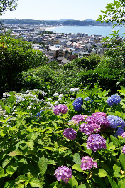 鎌倉市「鎌倉の海を見下ろす紫陽花」